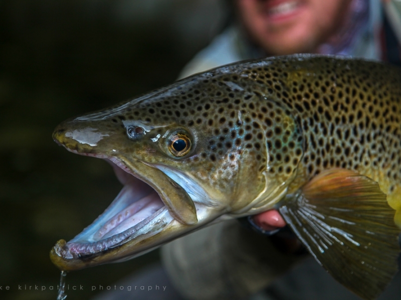 Beautiful trout